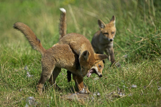 istock Red Fox, vulpes vulpes, Adult Fighting with a Partridge Kill, Normandy 1250683702