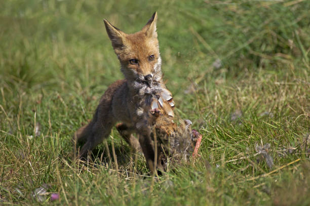 istock Red Fox, vulpes vulpes, Adult with a Partridge Kill, Normandy 1250683706