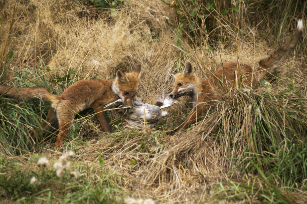 istock Red Fox, vulpes vulpes, Adult with a Partridge Kill, Normandy 1250683708
