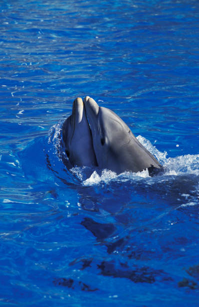 istock Bottlenose Dolphin, tursiops truncatus, Adults Playing 1250683715