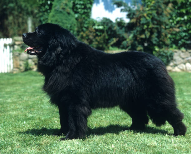 Newfoundland Dog, Adult standing on Grass Newfoundland Dog, Adult standing on Grass newfoundland dog photos stock pictures, royalty-free photos & images