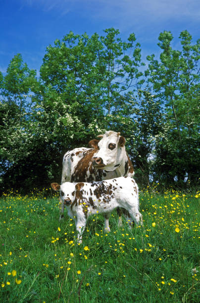 Dog and Veterinary doing Intravenous Injection