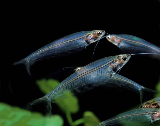 istock Glass Catfish, kryptopterus bicirrhis, Transparent Fish, Adults 1250683732