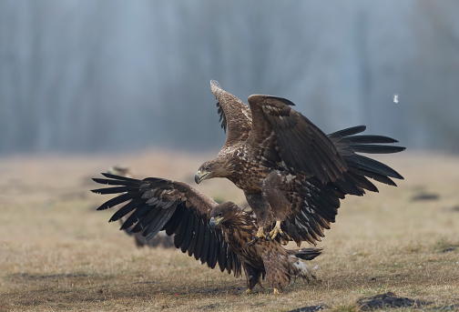 White-tailed eagle (Haliaeetus albicilla) eats carrion in Bialowieza National Park, Poland, Europe