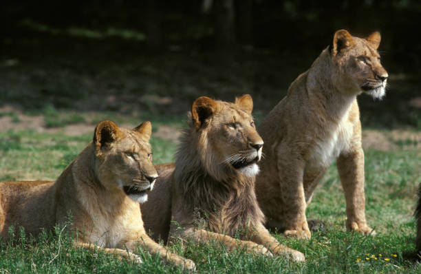 istock African Lion, panthera leo, Adults standing on Grass 1250683760