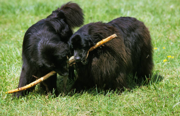 Newfoundland Dog, Adults standing on Grass, Playing with a Piece of Wood Newfoundland Dog, Adults standing on Grass, Playing with a Piece of Wood newfoundland dog stock pictures, royalty-free photos & images