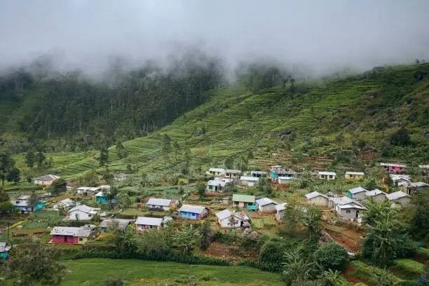 Photo of Agricultural village against tea plantation