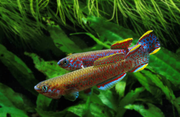 istock Lyretail Killifish, aphyosemion australe, Adults 1250683776
