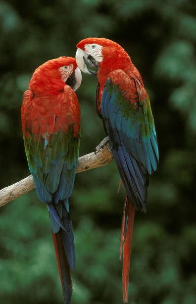 Red and Green Macaw, ara chloroptera, Adults standing on Branch Red and Green Macaw, ara chloroptera, Adults standing on Branch green winged macaw ara chloroptera stock pictures, royalty-free photos & images