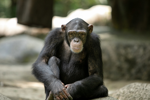 Chimpanzee