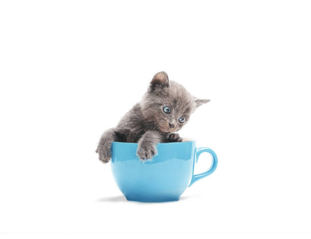 istock Gray little kitten sitting in a big cup. 1250684639