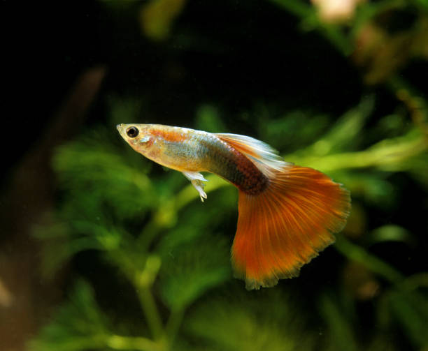istock Guppy, poecilia reticulata, Aquarium Fish 1250684762