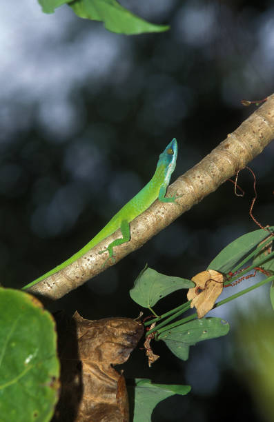 Green Anole Lizard or Carolina Lizard, anolis carolinensis, Adult standing on Branch Green Anole Lizard or Carolina Lizard, anolis carolinensis, Adult standing on Branch polychrotidae stock pictures, royalty-free photos & images