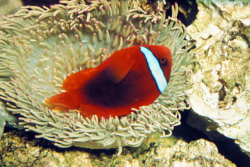 Tomato Clownfish, amphiprion frenatus, Adult standing in Anemone