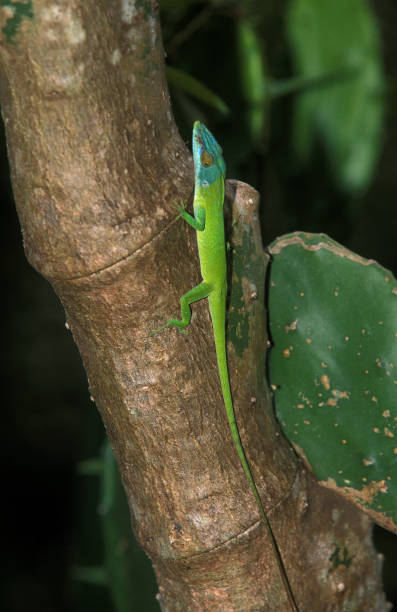 Green Anole Lizard or Carolina Lizard, anolis carolinensis, Adult standing on Branch Green Anole Lizard or Carolina Lizard, anolis carolinensis, Adult standing on Branch polychrotidae stock pictures, royalty-free photos & images