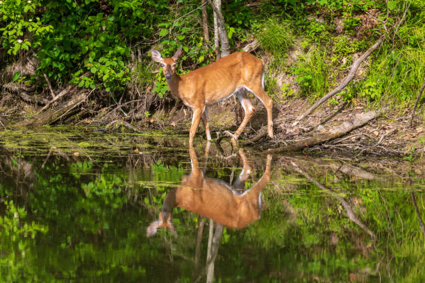 Female white-tailed deer reflected in calm water stock photo