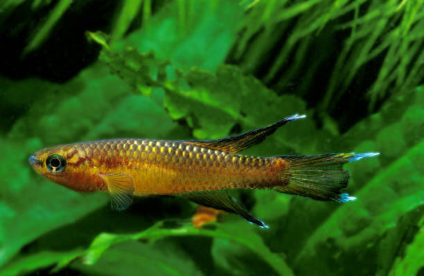 istock Volcano Killifish, aphyosemion volcanum, Adult 1250684950