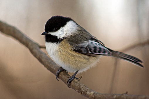 Detailed close up of a small bird resting in its natural setting