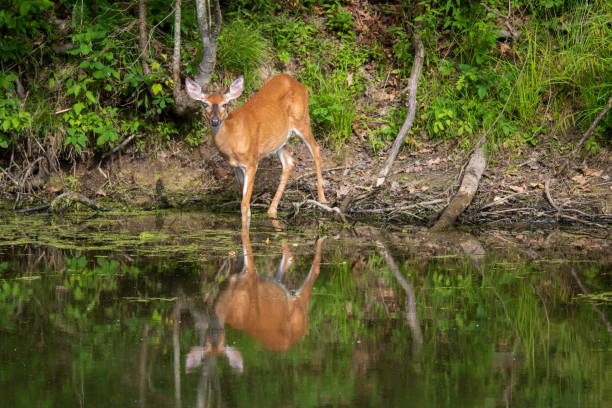 istock Female white-tailed deer with an injured eye reflected in water 1250685891