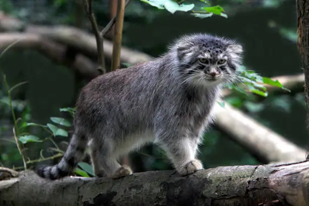 Manul or Pallas's Cat, otocolobus manul, Adult standing on Branch