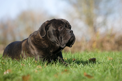 Cane Corso, Dog Breed from Italy, Adult laying on Grass