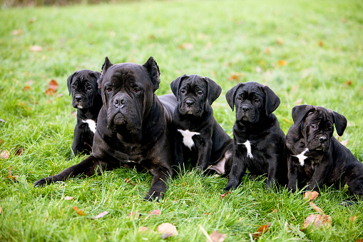 Cane Corso, Dog Breed from Italy, Female with Pup laying on Grass
