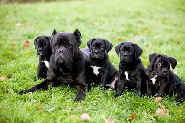 Cane Corso, Dog Breed from Italy, Female with Pup laying on Grass
