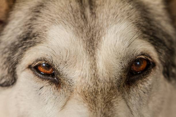 istock Eyes Of An Inuit Hound. 1250686165