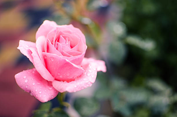 istock Beautiful fresh roses grow outdoors in the summer 1250686778