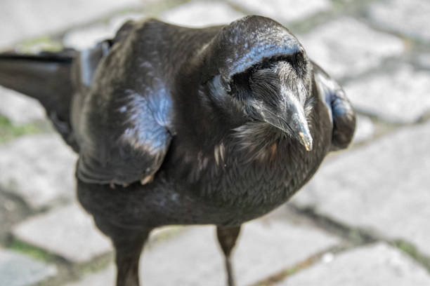 Raven at London Tower Square.