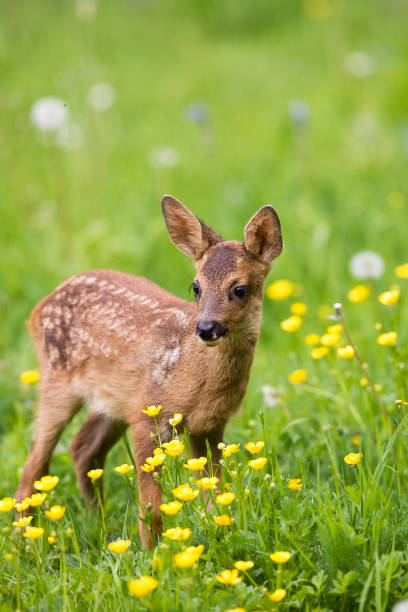 istock Roe Deer, capreolus capreolus, Foan with Flowers, Normandy 1250687110