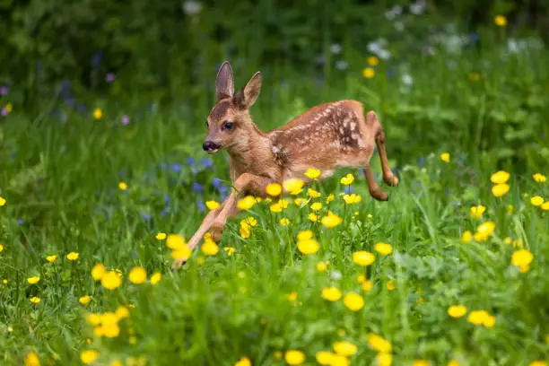 Roe Deer, capreolus capreolus, Foan running through Flowers, Normandy