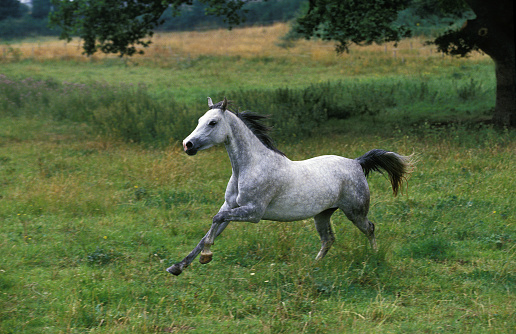A beautiful horse trots through a summer paddock.