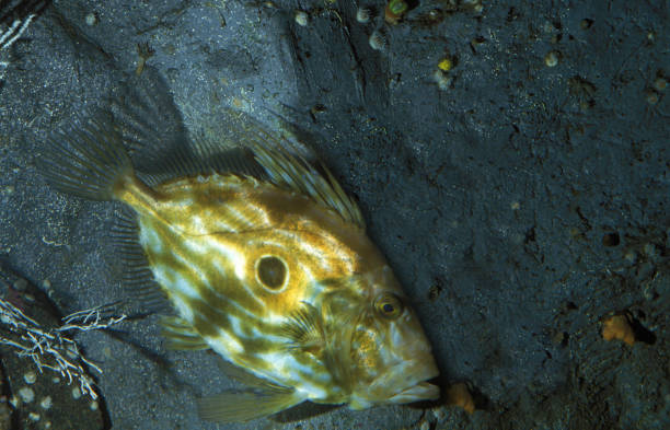 John Dory (St. Peter's fish, Matoudai, Zeus faber) that stretches its mouth like a large trumpet when preying on prey. A picture retouched in the last style (White background picture)