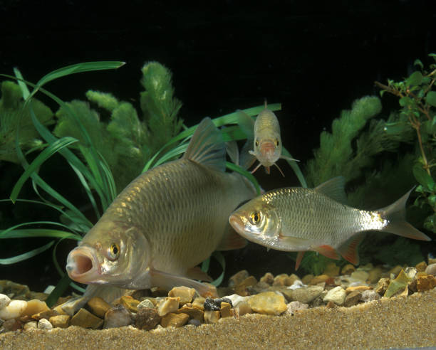 istock Rudd, scardinius erythrophthalmus, Adult with Young 1250688300