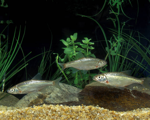 istock Chub, alburnoides bipunctatus, Adults 1250688304