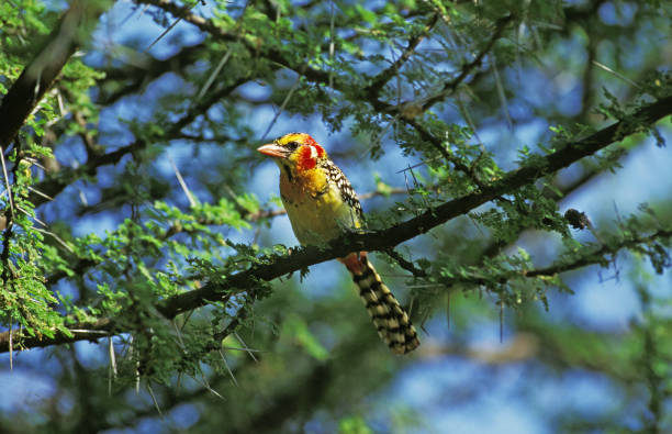 Red and Yellow Barbet, trachyphonus erythrocephalus, Adult standing in Acacia Tree, Kenya Red and Yellow Barbet, trachyphonus erythrocephalus, Adult standing in Acacia Tree, Kenya red and yellow barbet barbet bird kenya stock pictures, royalty-free photos & images