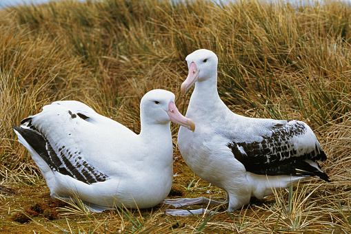 Southern Royal Albatross, diomedea  melanophris, Pair Courting, Antarctica