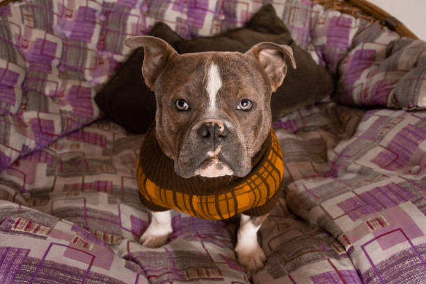 istock american bully dog ​​with clothes 1250690236