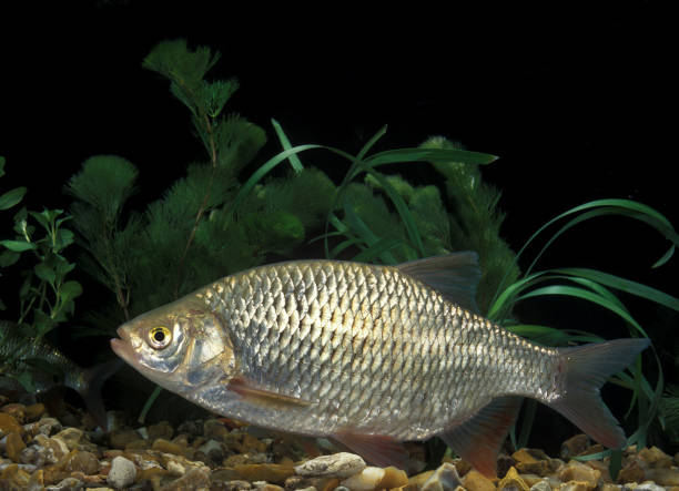 istock Rudd, scardinius erythrophthalmus, Adult 1250690317