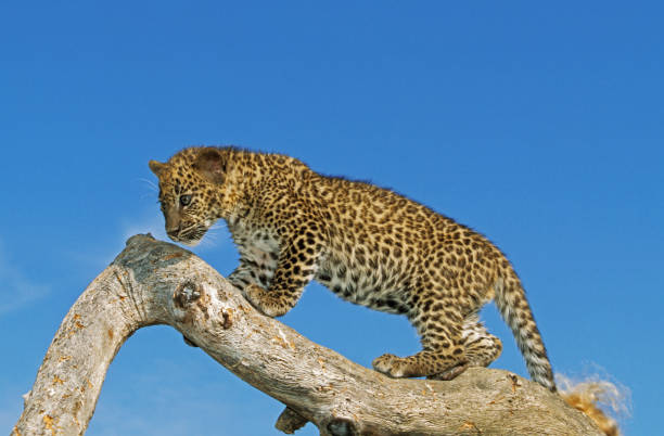 istock Leopard, panthera pardus, Cub standing on Branch against Blue Sky 1250690332