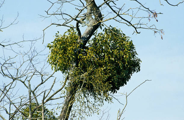 istock Mistletoe, viscum album, on Dead Tree in Normandy 1250690386