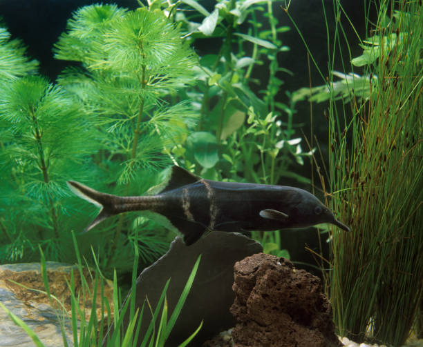 istock Elephant Nose Fish, gnathonemus petersii, Aquarium Fish 1250690444