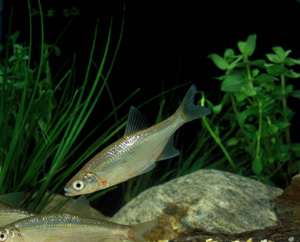 istock Chub, alburnoides bipunctatus, Adults 1250690451