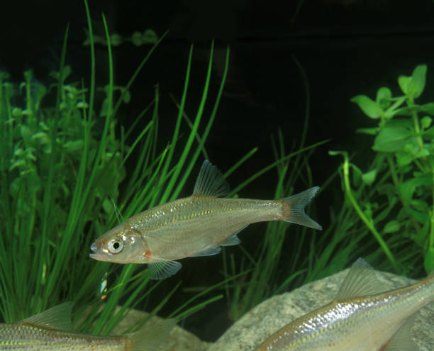 istock Chub, alburnoides bipunctatus, Adults 1250690469
