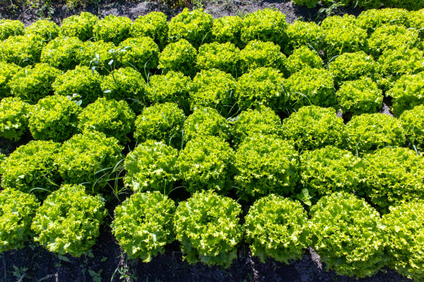 istock rows of fresh salad 1250690555