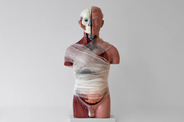 istock Male human anatomical model with internal organs isolated on white background 1250690621