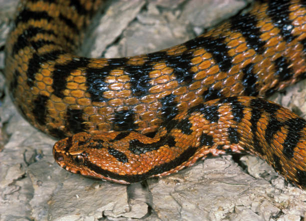 istock Asp Viper, vipera aspis, Venomous Snake in France 1250691824
