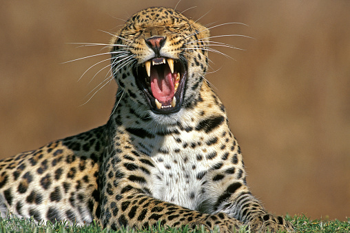 Leopard, panthera pardus, Adult standing on Grass, Yawning