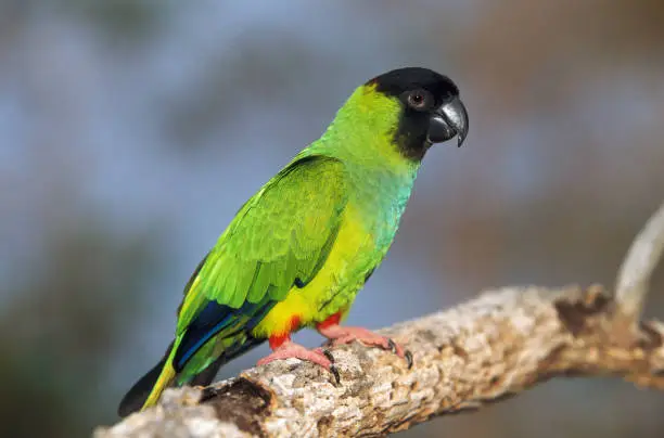 Black Hooded Parakeet or Nanday Conure, nandayus nenday, Adult standing on Branch, Pantanal in Brazil